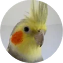 bird_33590