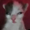 shiyuri