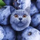 Аватар rat.fat