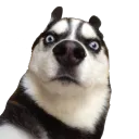 mandula