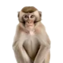 shivervrr