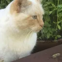 Mistilteinn's Avatar