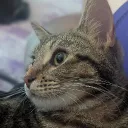 ash.html