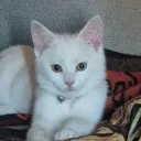 catocompaniono