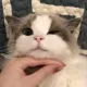 Mimitokox