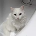mimitokox_