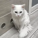 mimitokox_