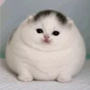 mui_chi_