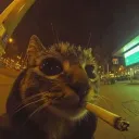 slitzydc