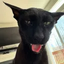 wwvvwvwvwwwvw