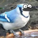 vristav