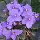 violet40084
