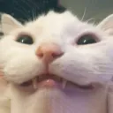 zylogt