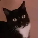 katmilan2 avatar