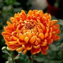 chrysanth1mum