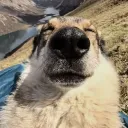 franczess