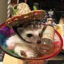 Аватар expressedloss