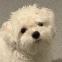 avatar Winter Cherry