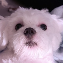 avatar Winter Cherry