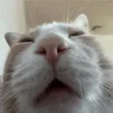 ciperdoxer
