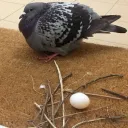 Аватар nyfije.