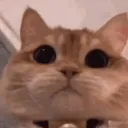 toast.37