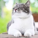 plnngu