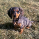 austingordoo's Avatar