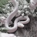 memoriesbleed avatar