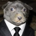 florentin0385 avatar