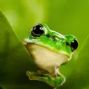 greenwastaken