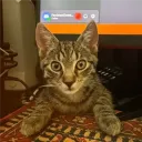 fmgnio