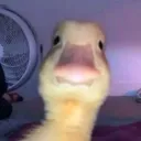 local_ducky