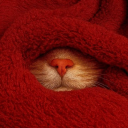 avatar ღ ᴍíʀʀʏʟᴇᴇíɴ ღ