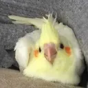 yorxy__