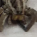 florentin0527 avatar