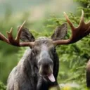 moose0383 avatar