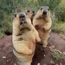 ふろりだ