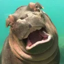 hippolays