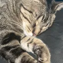 axoaxl