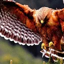 ranjot_shadow_hawk