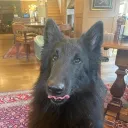 zeedogofdoom