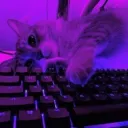 maxnebulayt