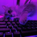 maxnebulayt
