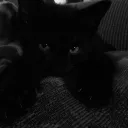hercoon