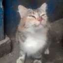 mas_kal.1