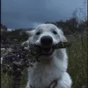 octaviius_