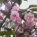 avatar 𝓀𝒶𝒾𝓀𝓌𝓋𝓈𝓈.