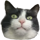 xamxam