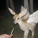 foxthebeloved